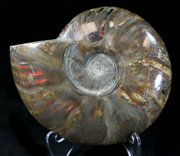 Flashy Red Iridescent Ammonite Fossil - Wide #21640